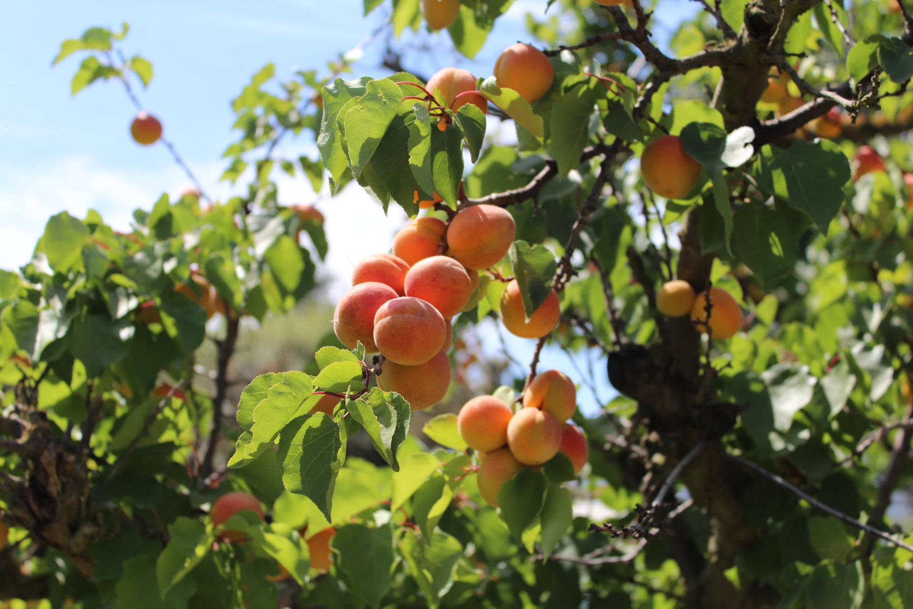 Celebrating National Apricot Day & Looking Ahead to a New Year at B&R Farms