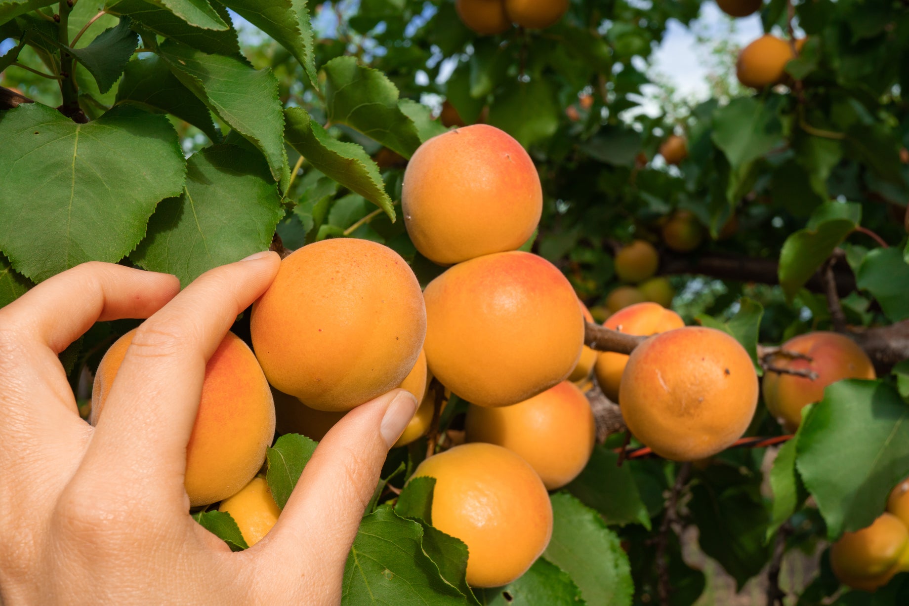 National Apricot Day
