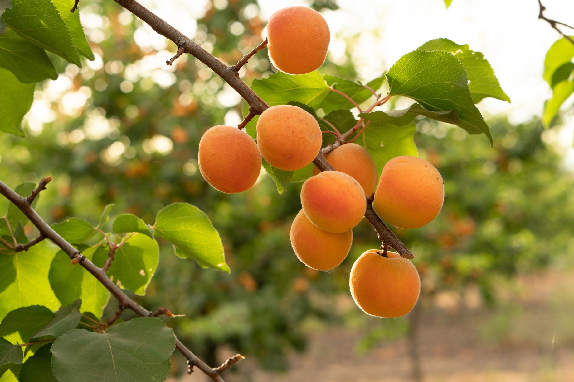 It's Almost Time for Harvest!