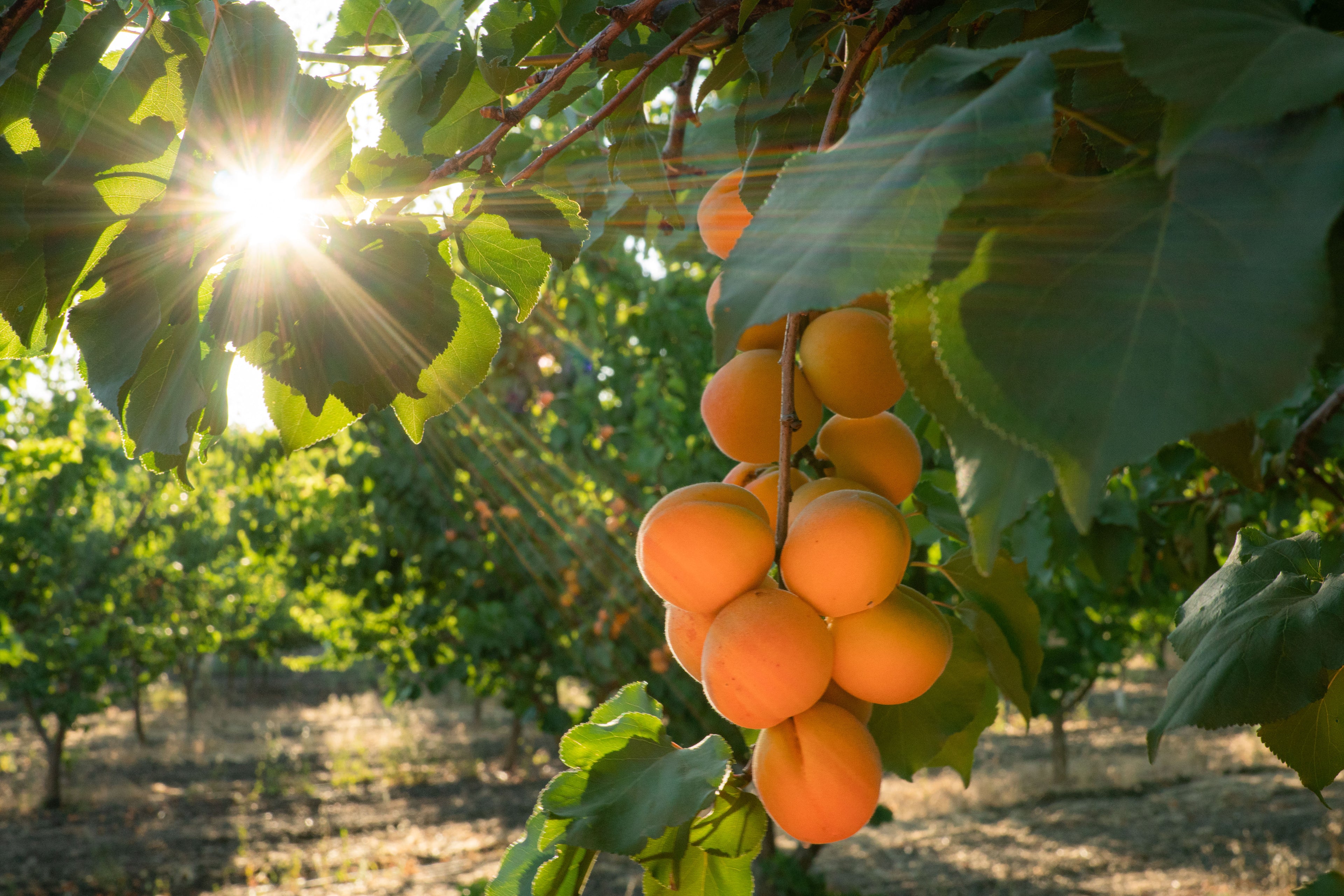 Fresh Apricot Season Has Arrived!