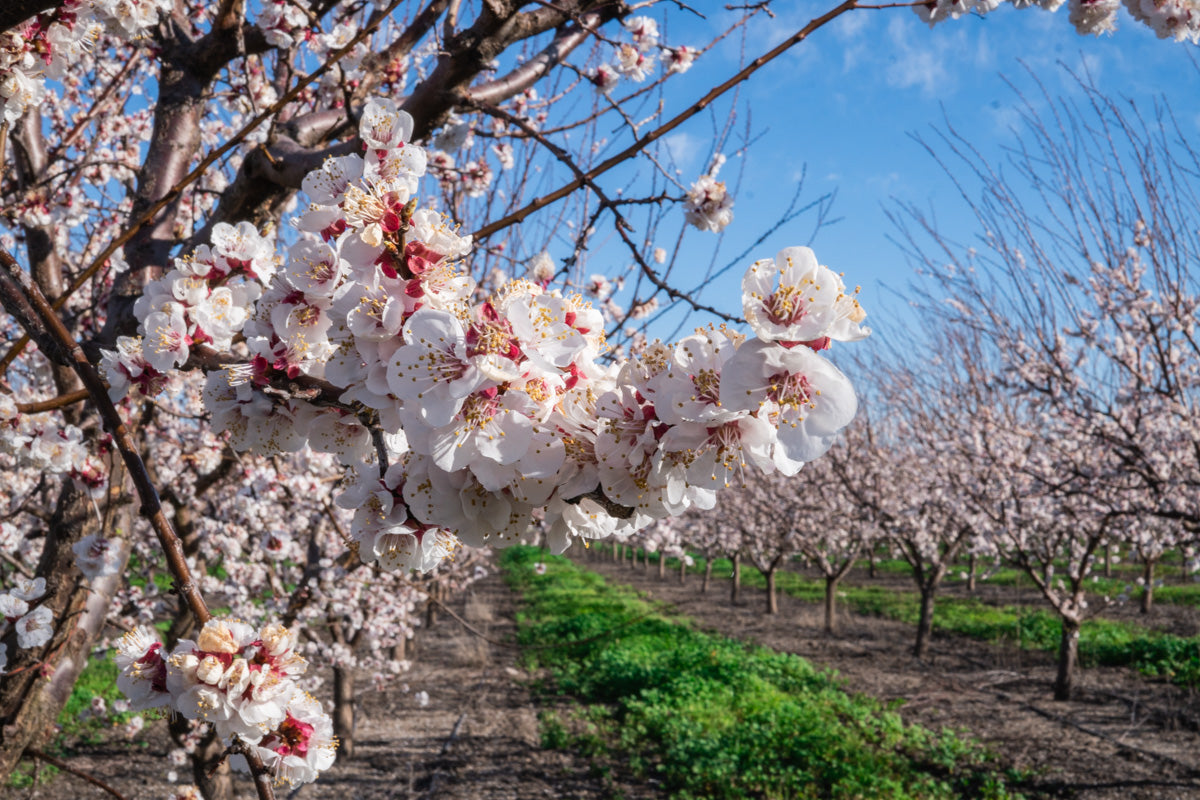 Blenheim Apricot Orchard In Full Bloom! Spring 2019 Blossoms