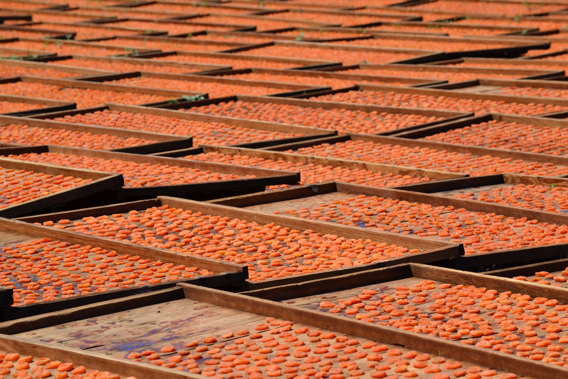 The New Crop is Here!