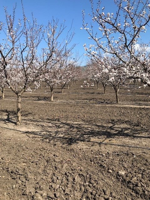 Blossom Vintage Market 