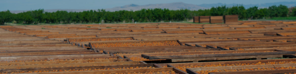 Dried California Blenheim Apricots